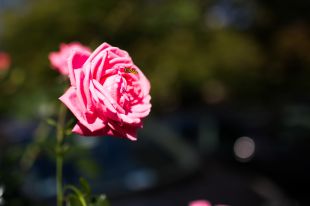 _MG_9281